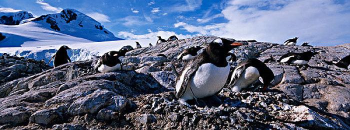 《牌兵布阵》加入Steam夏季特卖，新增指挥官“成吉思汗”